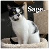 adoptable Cat in  named Sage