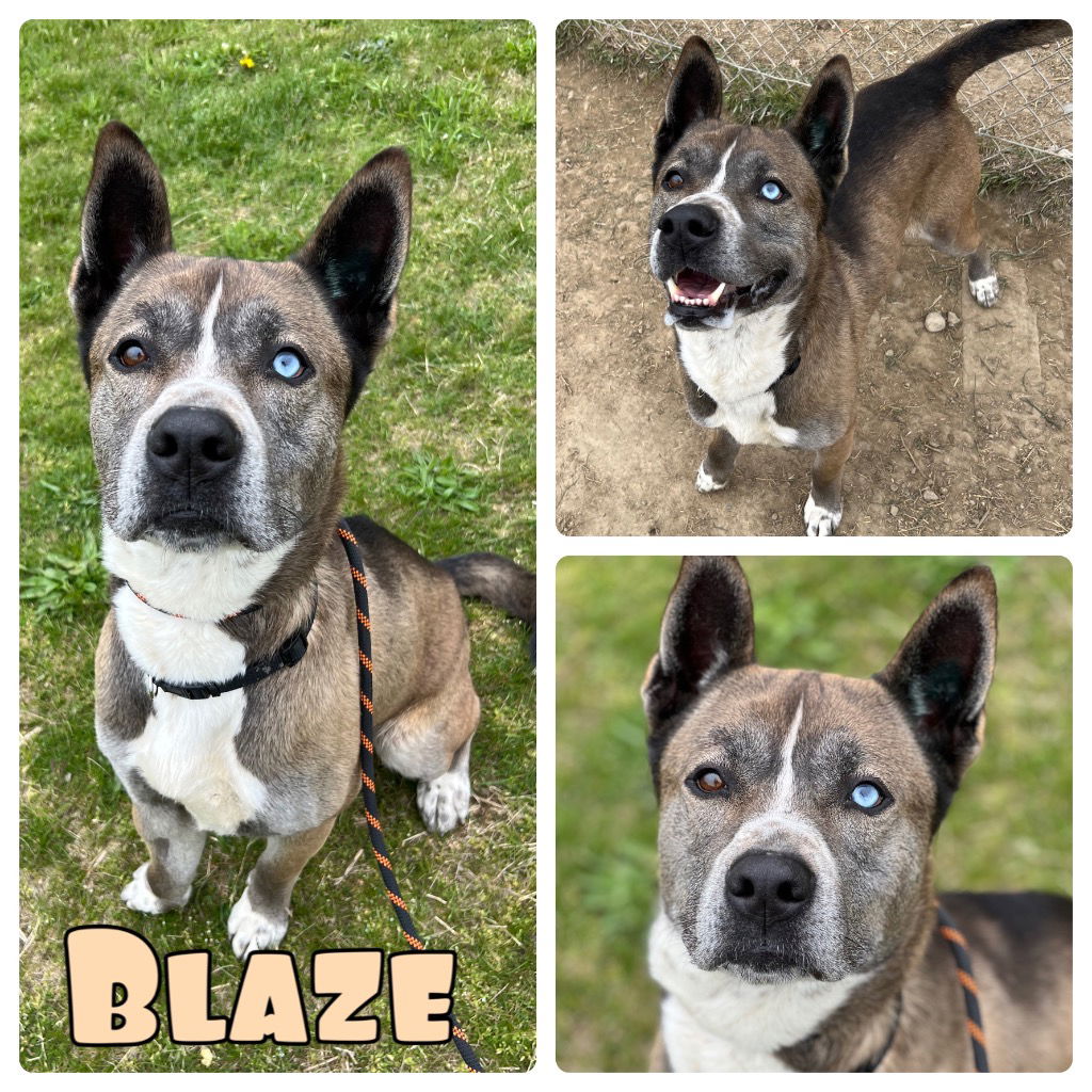 adoptable Dog in Pierceton, IN named Blaze