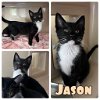 adoptable Cat in , IN named Jason - NN