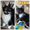 adoptable Cat in , IN named Kirk - NN