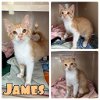 adoptable Cat in , IN named James - NN