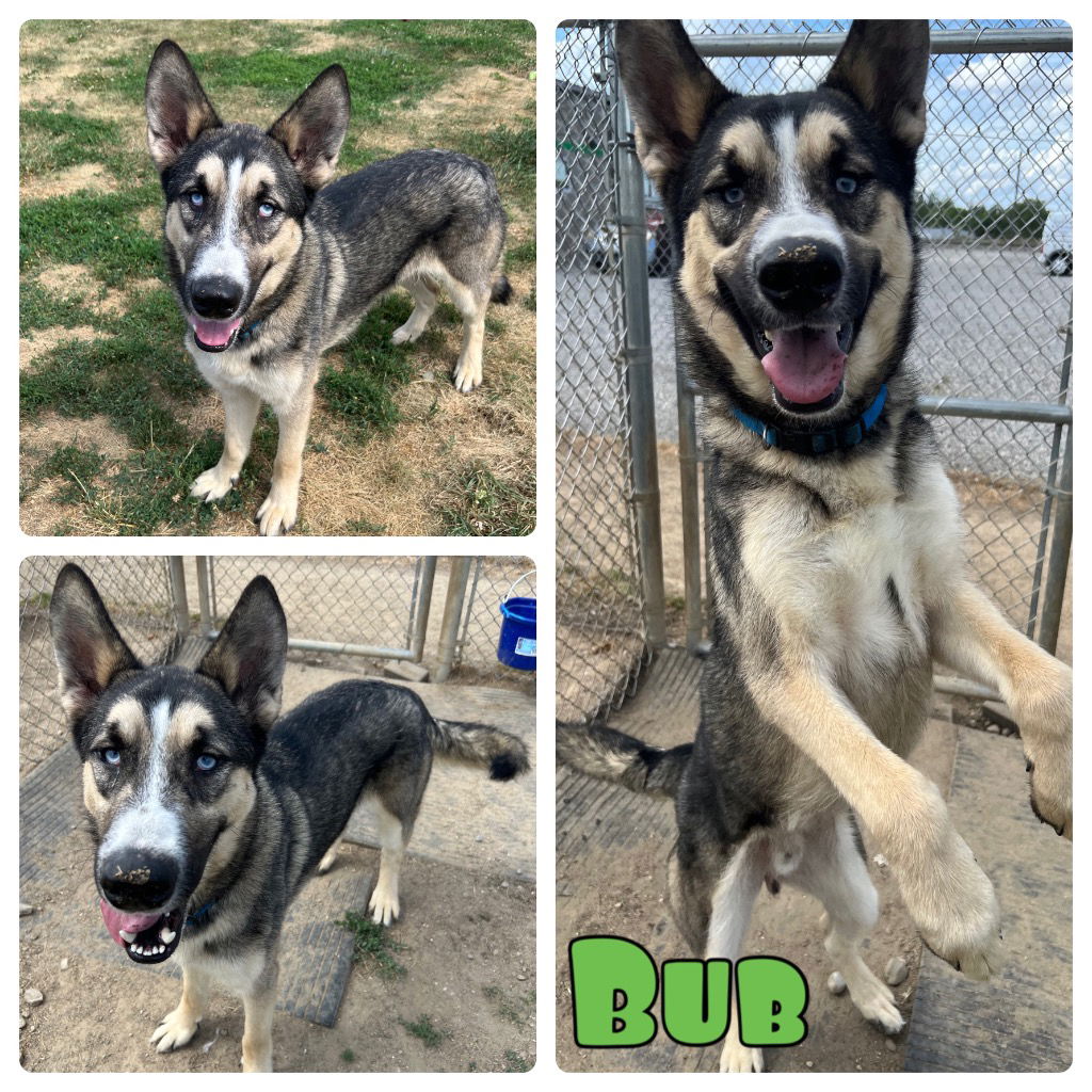 adoptable Dog in Pierceton, IN named Bub