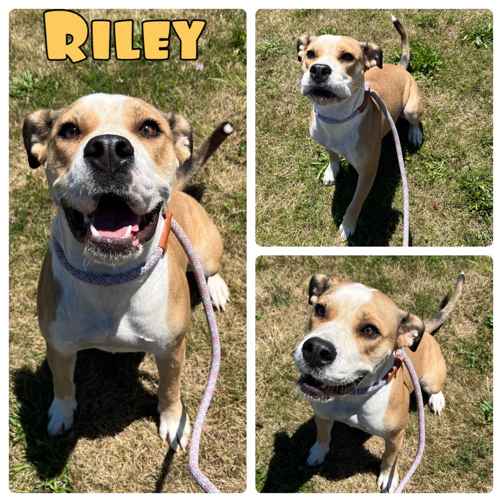 adoptable Dog in Pierceton, IN named Riley