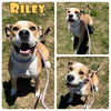 adoptable Dog in  named Riley