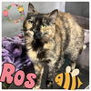 adoptable Cat in Pierceton, IN named Ros