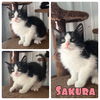 adoptable Cat in Pierceton, IN named Sakura - NN - SR3