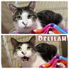 adoptable Cat in Pierceton, IN named Delilah - SPONSORED