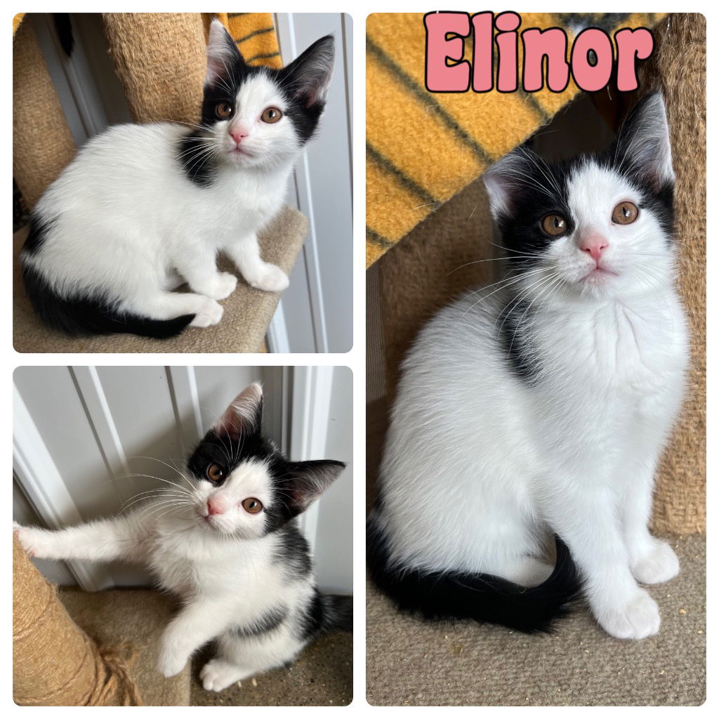 adoptable Cat in Pierceton, IN named Elinor - NN - SR3