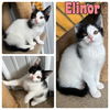 adoptable Cat in , IN named Elinor - NN - SR3