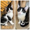 adoptable Cat in , IN named Hubert - NN