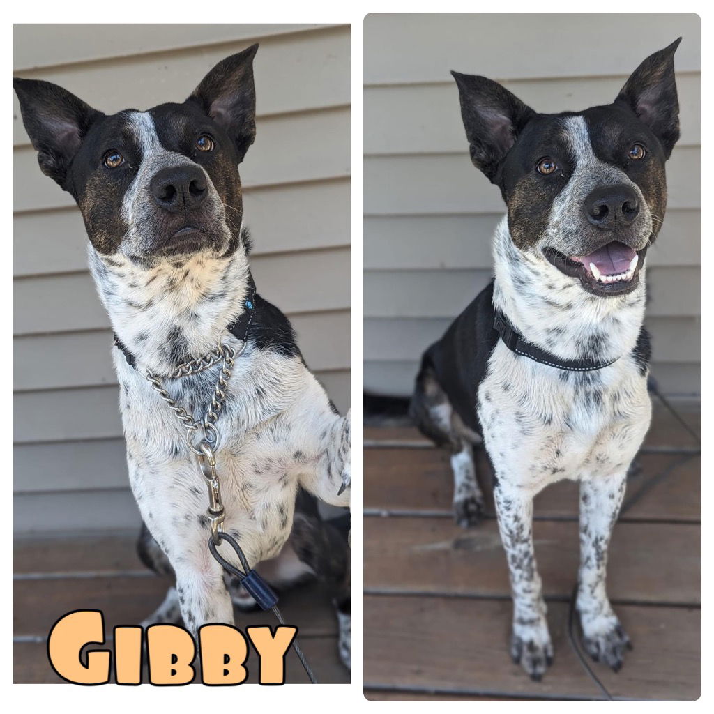 adoptable Dog in Pierceton, IN named Gibby