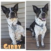 adoptable Dog in , IN named Gibby