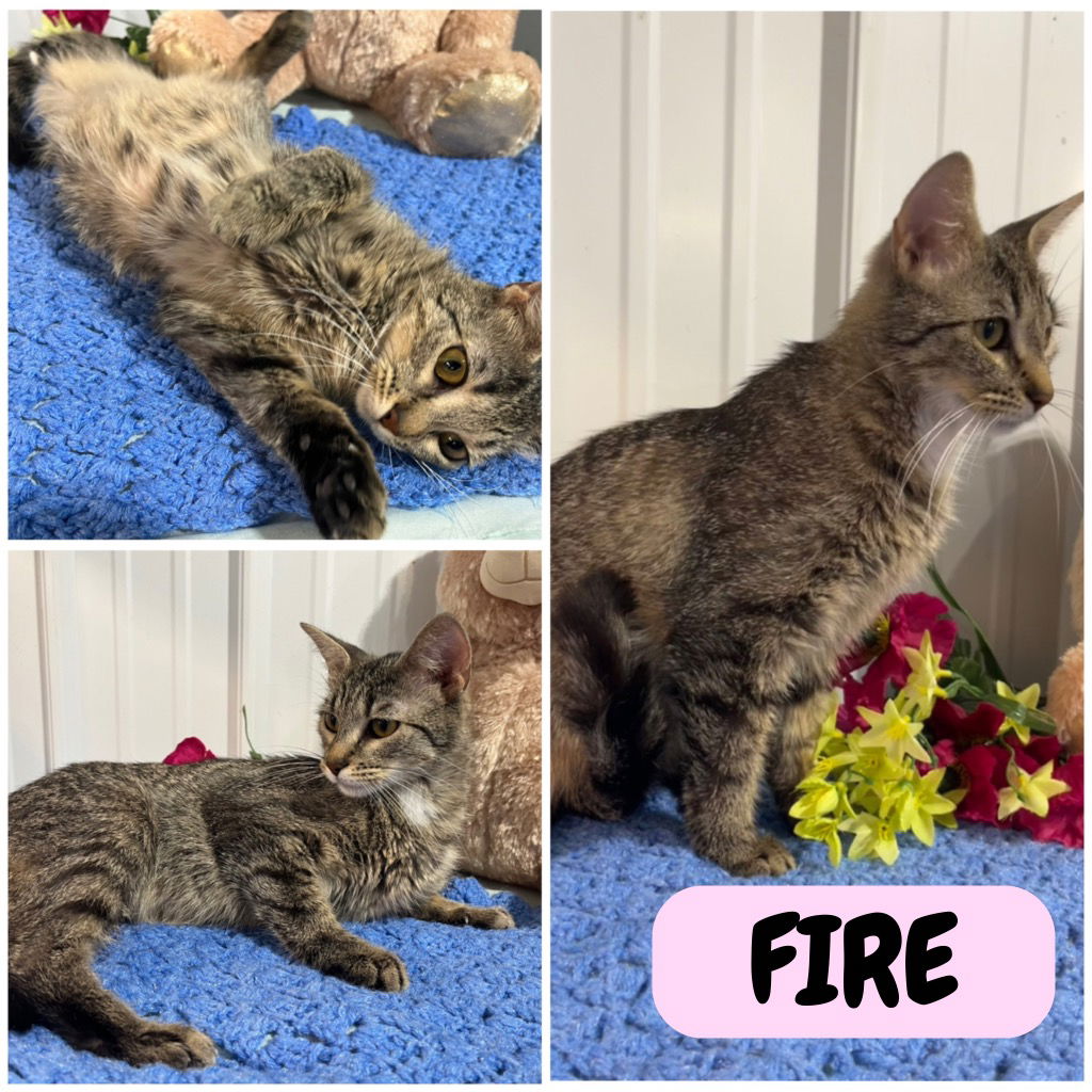 adoptable Cat in Pierceton, IN named Fire - PetSmart