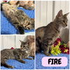 adoptable Cat in , IN named Fire - PetSmart