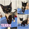 adoptable Cat in , IN named Terra