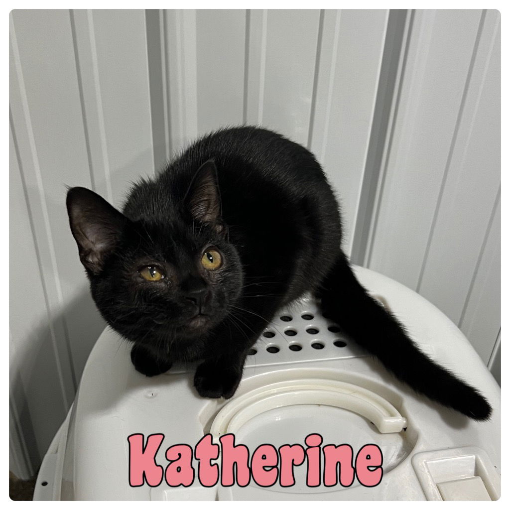 adoptable Cat in Pierceton, IN named Katherine