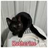 adoptable Cat in , IN named Katherine