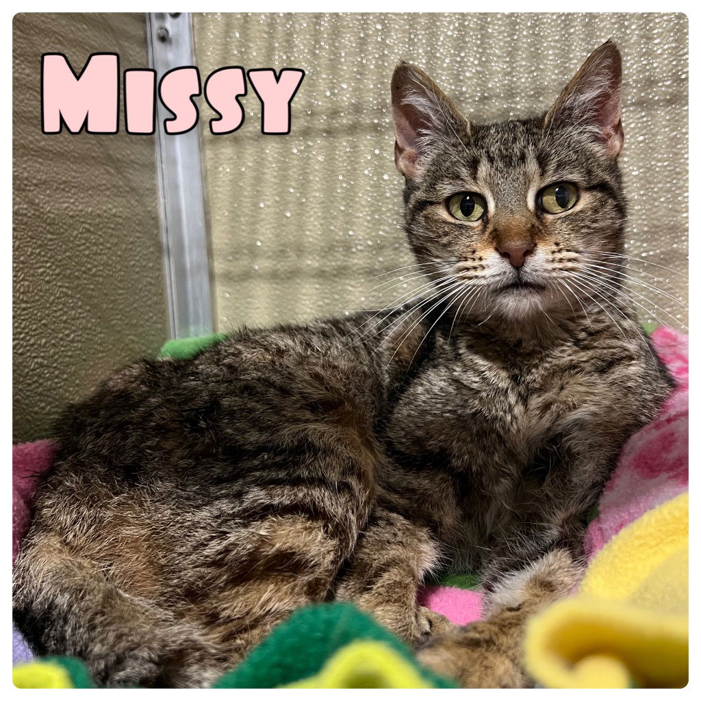 adoptable Cat in Pierceton, IN named Missy