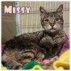 adoptable Cat in , IN named Missy