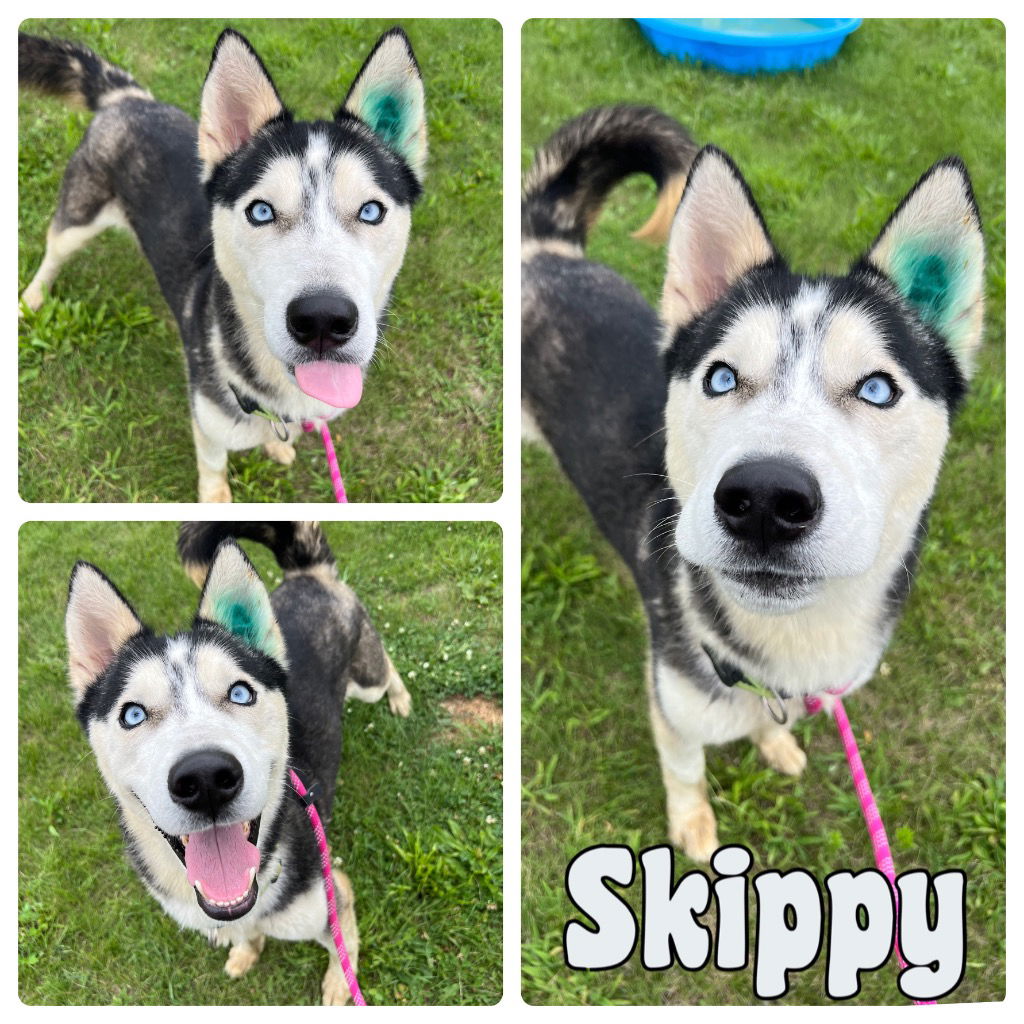 adoptable Dog in Pierceton, IN named Skippy