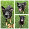 adoptable Dog in Pierceton, IN named Sol