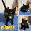 adoptable Cat in Pierceton, IN named Phoebe - NN