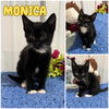 adoptable Cat in Pierceton, IN named Monica - NN