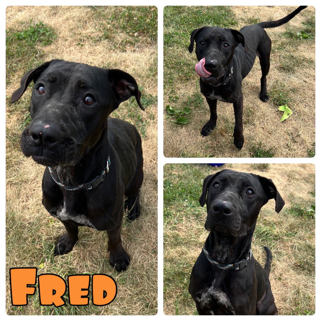 adoptable Dog in Pierceton, IN named Fred - In foster - Call for appt!