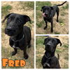 adoptable Dog in , IN named Fred - In foster - Call for appt!