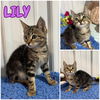 adoptable Cat in Pierceton, IN named Lilly - NN