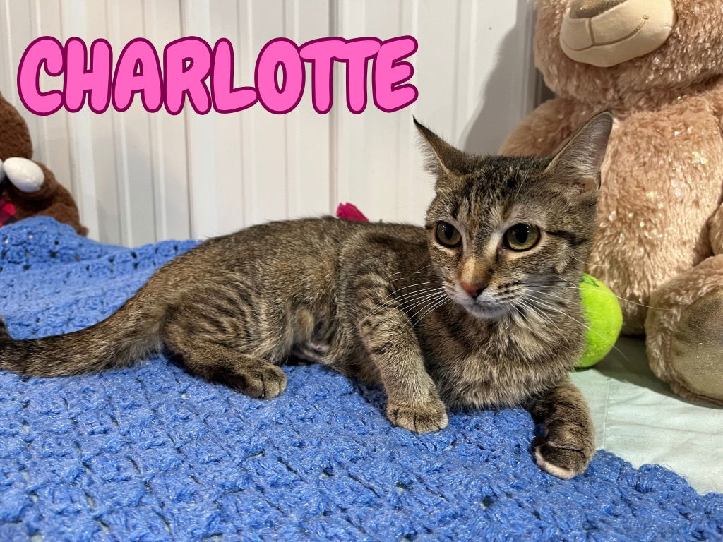 adoptable Cat in Pierceton, IN named Charlotte