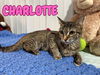 adoptable Cat in , IN named Charlotte