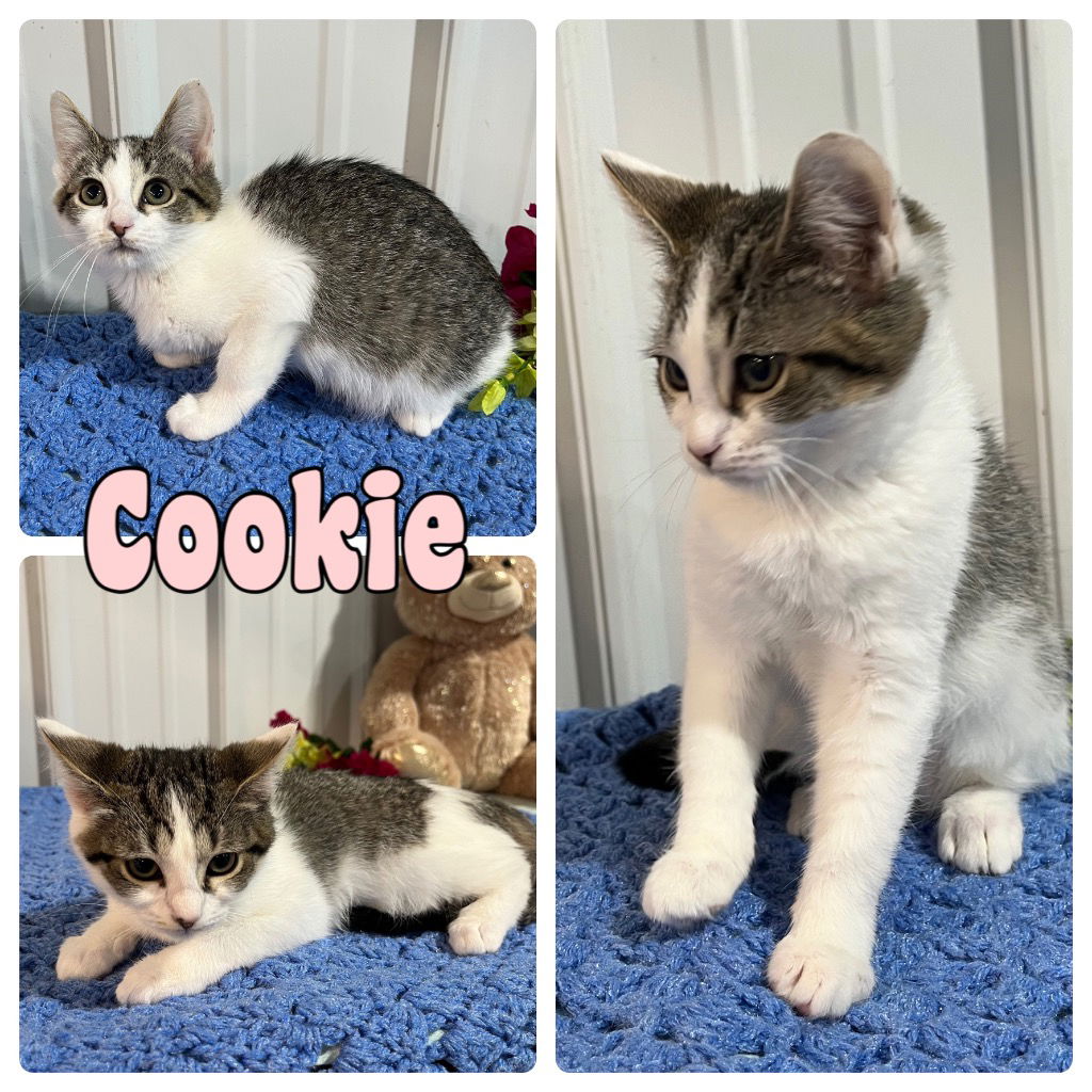 adoptable Cat in Pierceton, IN named Cookie - NN