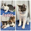 adoptable Cat in , IN named Cookie - NN