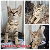 adoptable Cat in Pierceton, IN named Gretchen Wieners