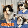 adoptable Cat in Pierceton, IN named Ginger - PetSmart