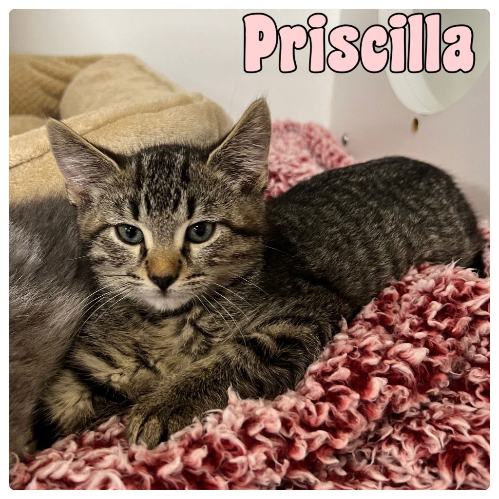 adoptable Cat in Pierceton, IN named Priscilla - NN