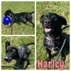 adoptable Dog in Pierceton, IN named Harley