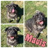 adoptable Dog in Pierceton, IN named Mavis