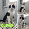 adoptable Cat in Pierceton, IN named Oliver - NN - SR5