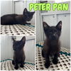 adoptable Cat in  named Peter Pan - NN - SR5