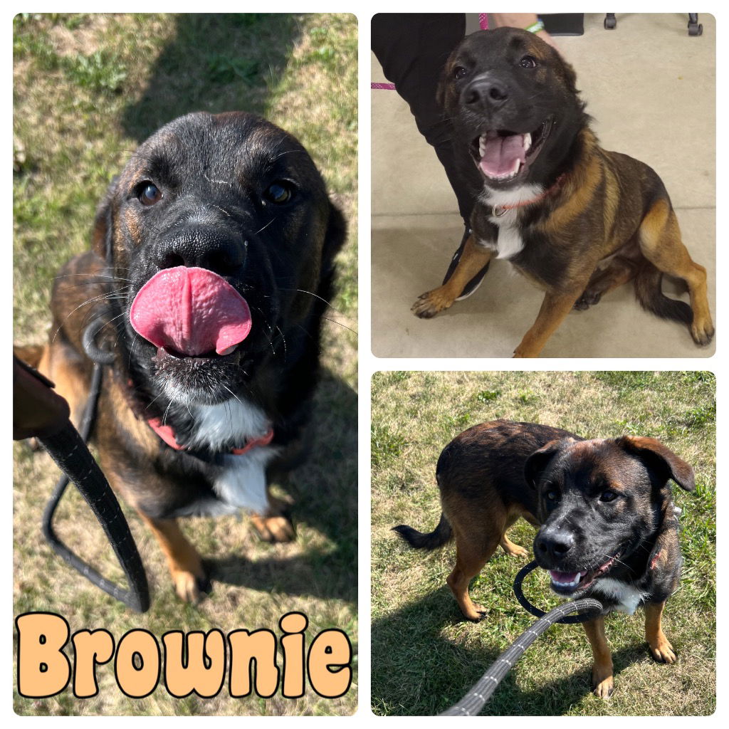 adoptable Dog in Pierceton, IN named Brownie