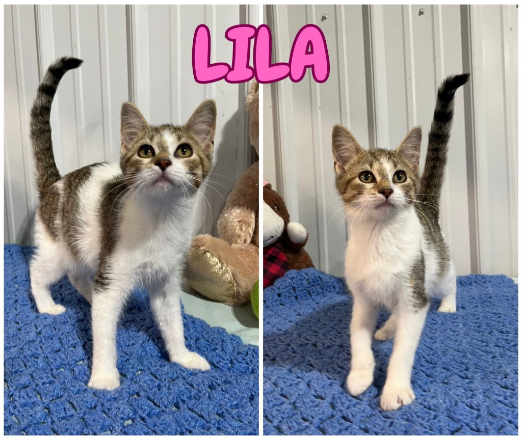 adoptable Cat in Pierceton, IN named Lila - NN