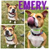 adoptable Dog in Pierceton, IN named Emery - Sponsored