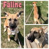 adoptable Dog in Pierceton, IN named Faline