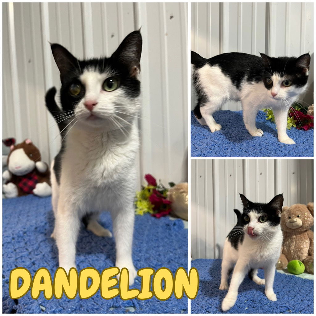 adoptable Cat in Pierceton, IN named Dandelion