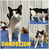 adoptable Cat in Pierceton, IN named Dandelion