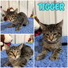 adoptable Cat in Pierceton, IN named Tigger - NN