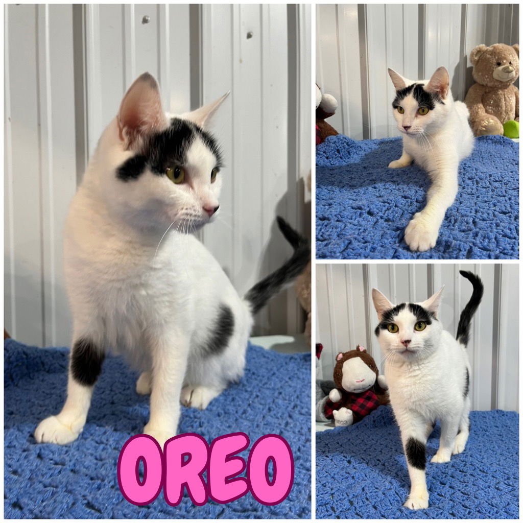 adoptable Cat in Pierceton, IN named Oreo