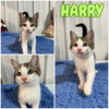 adoptable Cat in Pierceton, IN named Harry - NN